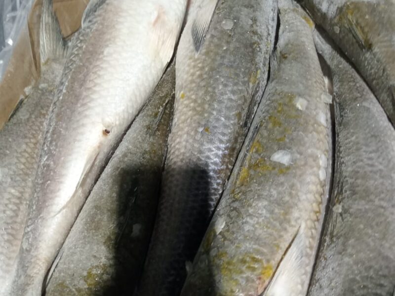 Grey mullet.Iqf