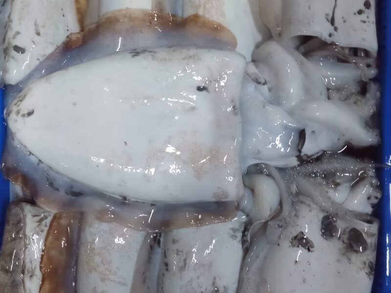 cuttlefish cleaned HEad on and gutted . frozen Iqf