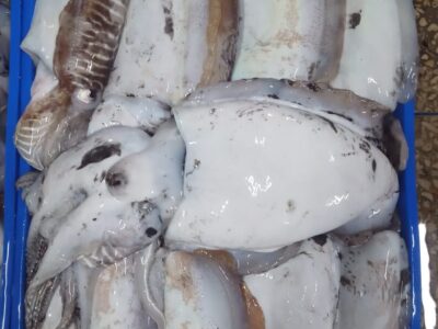 cuttlefish cleaned HEad on and gutted . frozen Iqf