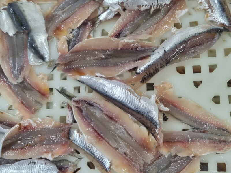 Fillet anchovy