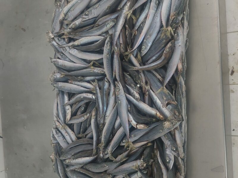 mackerel for Animal